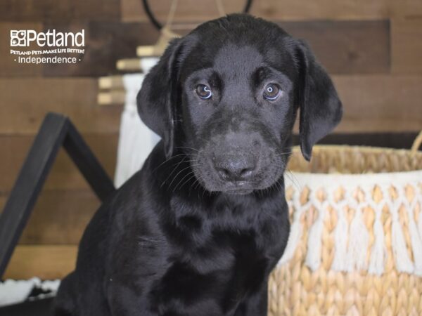 Labrador Retriever-DOG-Male-Black-4204-Petland Independence, Missouri