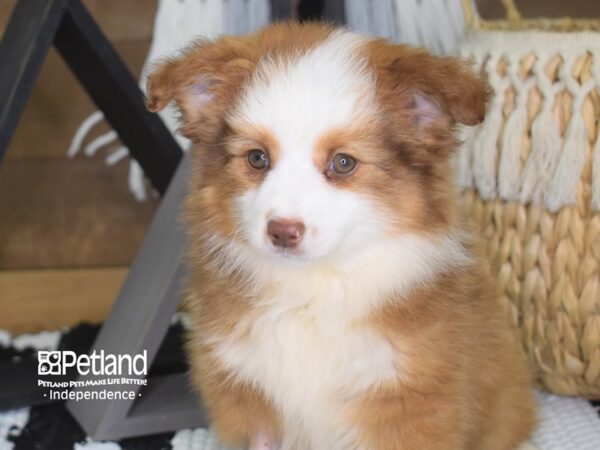 Miniature Australian Shepherd DOG Female Red & White 4186 Petland Independence, Missouri