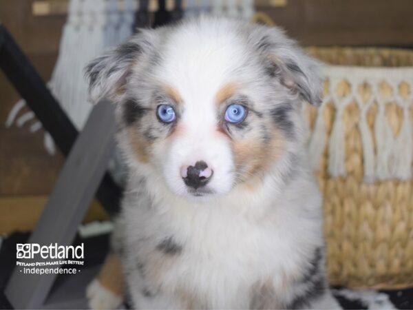 Toy Australian Shepherd DOG Male Blue Merle 4193 Petland Independence, Missouri
