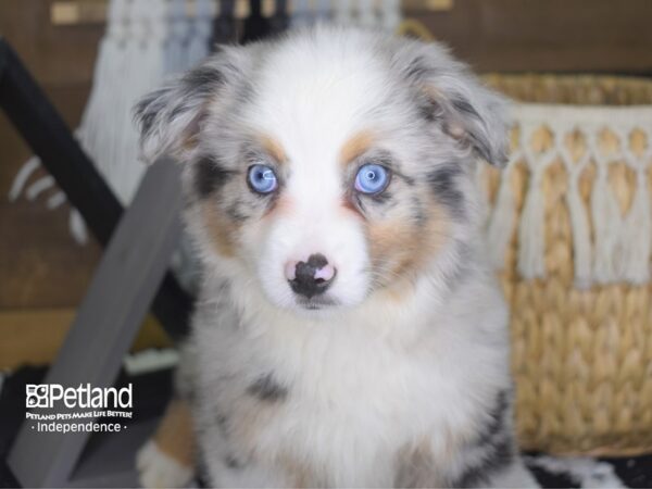 Toy Australian Shepherd-DOG-Male-Blue Merle-4193-Petland Independence & Lee's Summit, MO