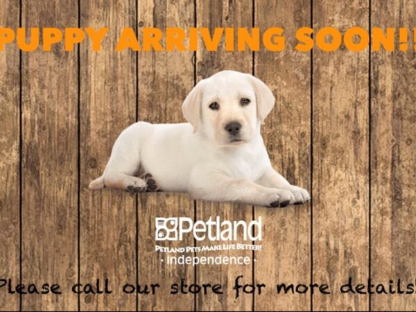 Malti Poo-DOG-Female--4216-Petland Independence & Lee's Summit, MO