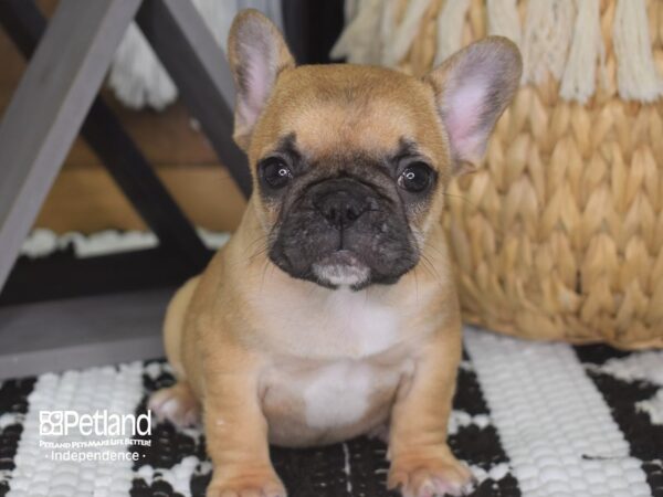French Bulldog-DOG-Female-Fawn-4218-Petland Independence & Lee's Summit, MO