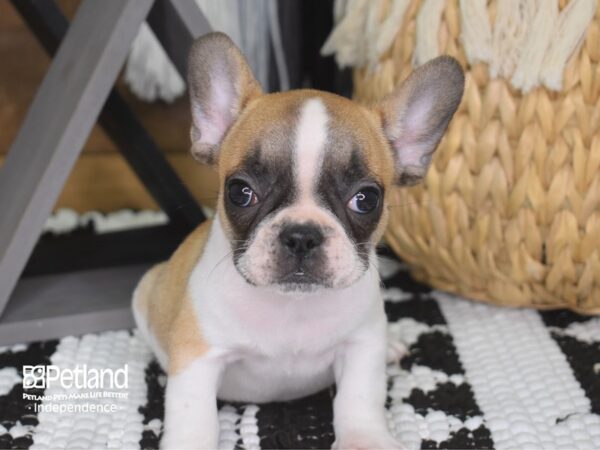 French Bulldog-DOG-Female-Fawn and White-4219-Petland Independence & Lee's Summit, MO