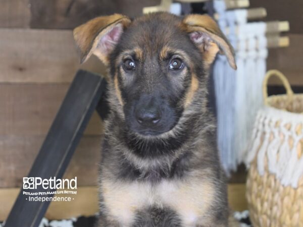 German Shepherd DOG Female Black and Tan 4210 Petland Independence, Missouri