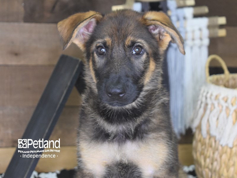 German Shepherd-DOG-Female-Black and Tan-3194080-Petland Independence, Missouri