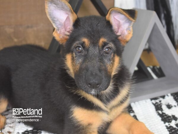 German Shepherd DOG Female Black and Tan 4211 Petland Independence, Missouri