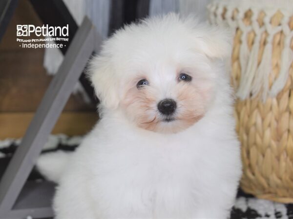 Malti Poo-DOG-Female--4215-Petland Independence & Lee's Summit, MO