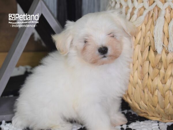 Malti Poo-DOG-Male--4217-Petland Independence, Missouri