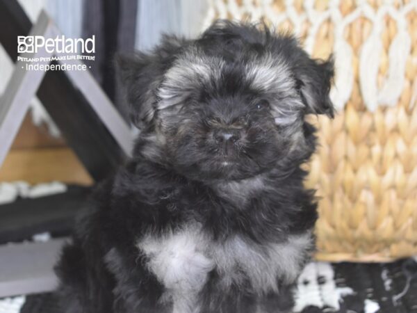 Malti Poo DOG Male 4214 Petland Independence, Missouri