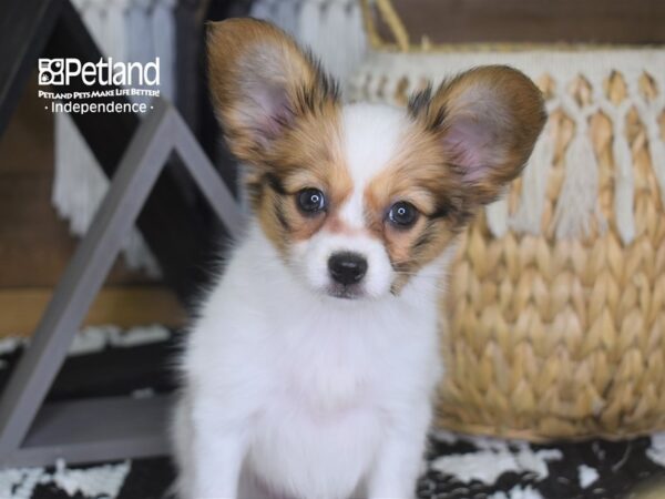 Papillon-DOG-Female-White and Red-4224-Petland Independence & Lee's Summit, MO