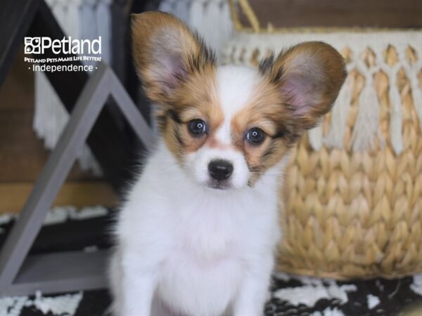 Papillon DOG Female White and Red 4224 Petland Independence, Missouri