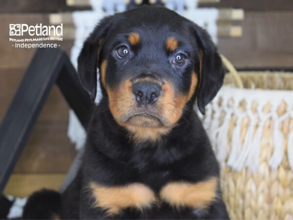 Rottweiler DOG Male Black and Mahogany 4223 Petland Independence, Missouri