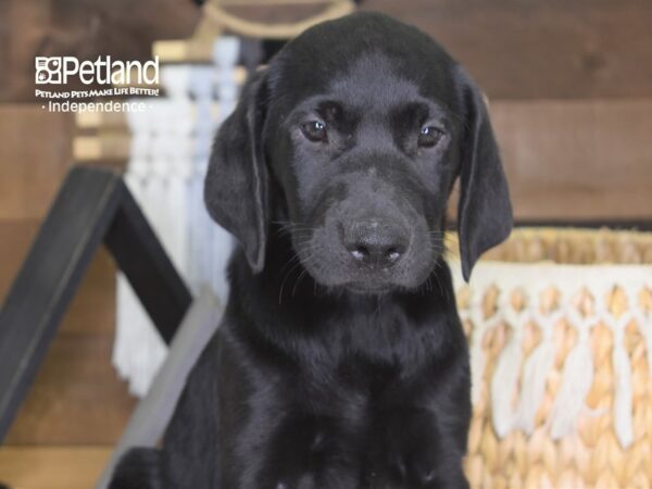 Labrador Retriever-DOG-Female-Black-4207-Petland Independence, Missouri