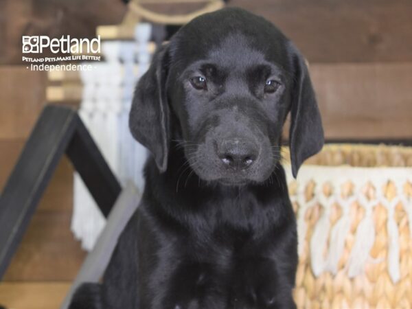 Labrador Retriever DOG Female Black 4207 Petland Independence, Missouri