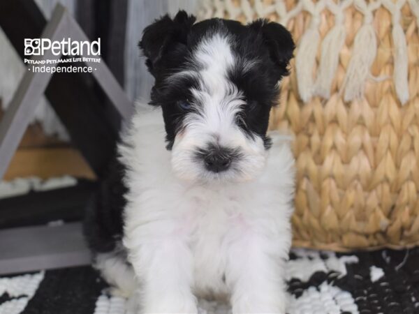 Miniature Schnauzer DOG Female 4221 Petland Independence, Missouri