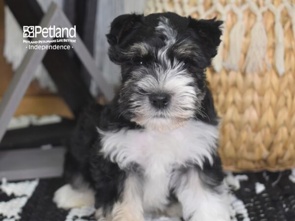 Miniature Schnauzer-DOG-Male--4222-Petland Independence & Lee's Summit, MO