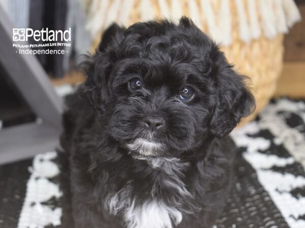 Pekapoo-DOG-Female--4233-Petland Independence, Missouri