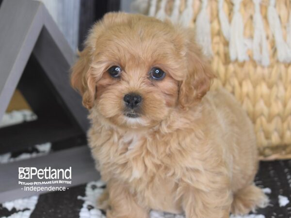 Pekapoo-DOG-Female--4231-Petland Independence, Missouri