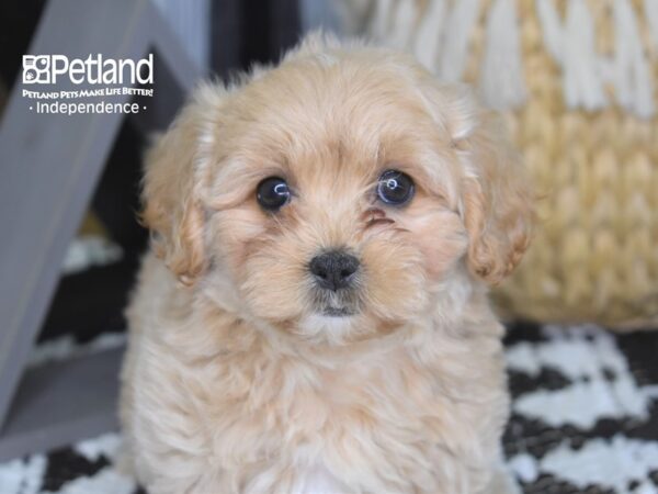 Pekapoo-DOG-Male--4232-Petland Independence, Missouri