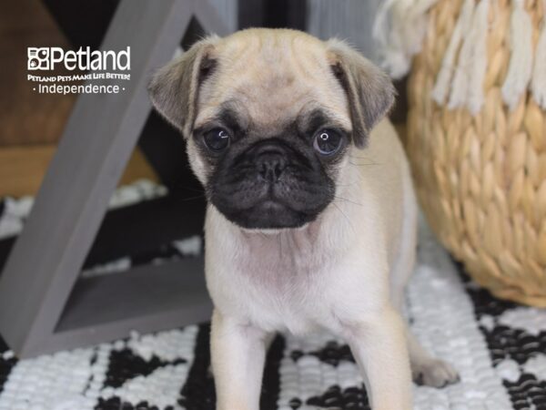 Pug-DOG-Female-Fawn Black Mask-4240-Petland Independence & Lee's Summit, MO