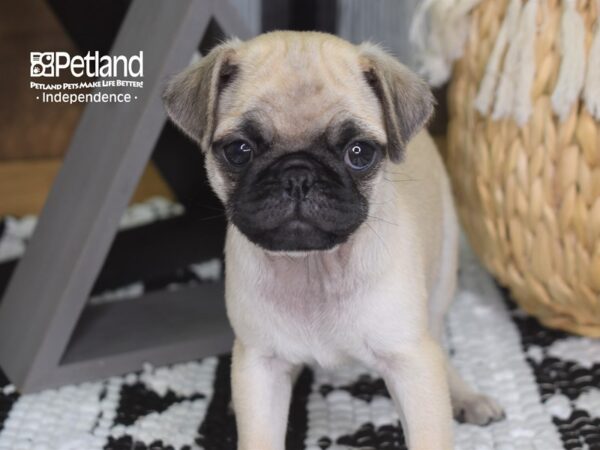 Pug DOG Female Fawn Black Mask 4240 Petland Independence, Missouri