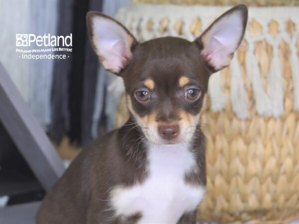 Chihuahua DOG Male 4225 Petland Independence, Missouri