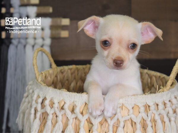 Chihuahua-DOG-Male--4226-Petland Independence, Missouri