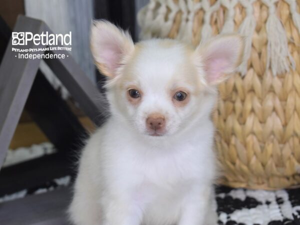 Chihuahua DOG Female 4227 Petland Independence, Missouri