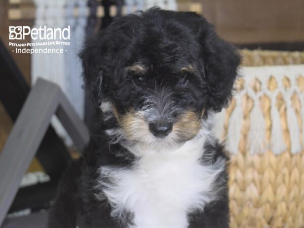 Miniature Aussiedoodle-DOG-Female-Black and White-4244-Petland Independence & Lee's Summit, MO