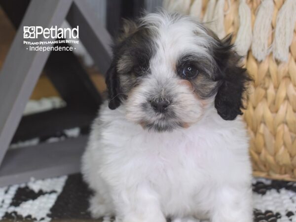 Cockapoo DOG Female Sable and White 4243 Petland Independence, Missouri