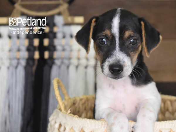 Jack Russell Terrier DOG Male 4235 Petland Independence, Missouri