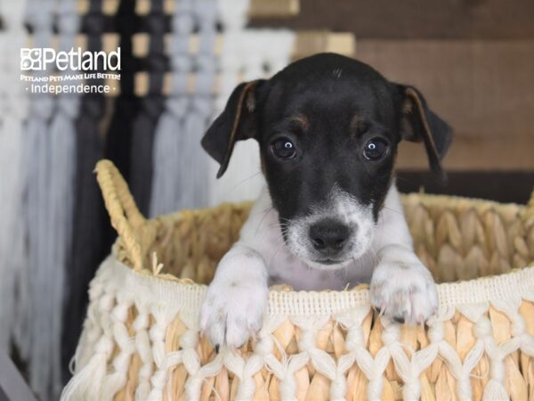 Jack Russell Terrier DOG Male Tri Color 4234 Petland Independence, Missouri