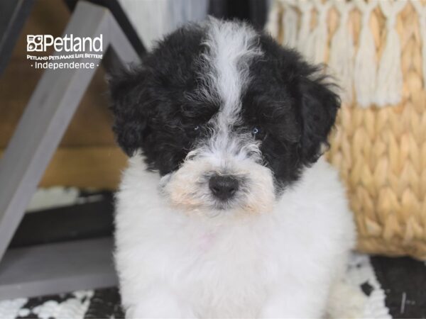 Bichon Poo-DOG-Male--4229-Petland Independence, Missouri