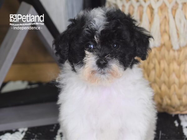 Bichon Poo DOG Female Black and White Parti 4241 Petland Independence, Missouri