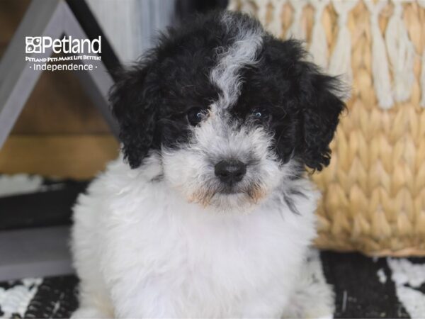 Bichon Poo DOG Female 4230 Petland Independence, Missouri