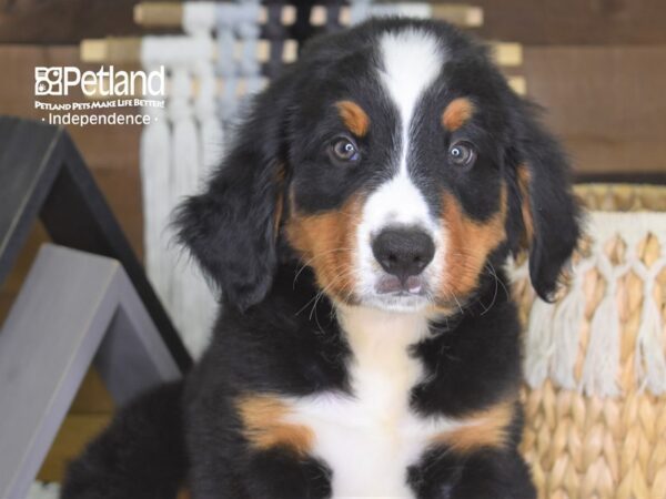 Bernese Mountain Dog DOG Male Black, Rust & White 4256 Petland Independence, Missouri