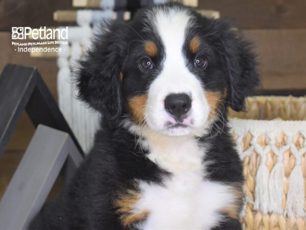 Bernese Mountain Dog DOG Male Black, Rust & White 4255 Petland Independence, Missouri