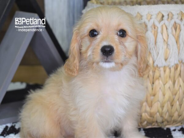 Cavachon DOG Female Cream 4252 Petland Independence, Missouri