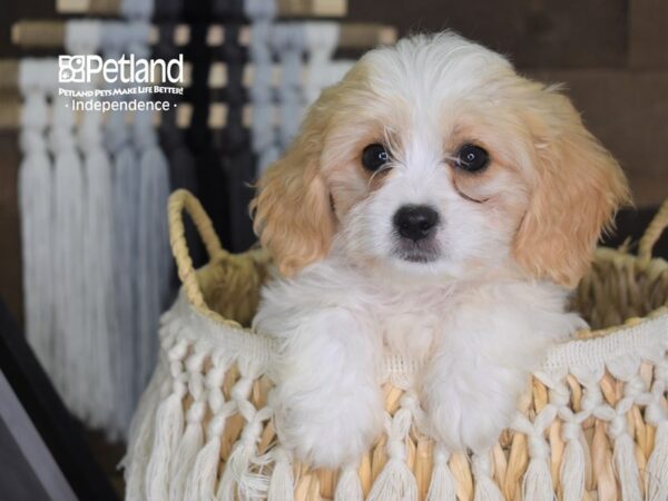 Cavachon-DOG-Male-Cream & White-4251-Petland Independence, Missouri