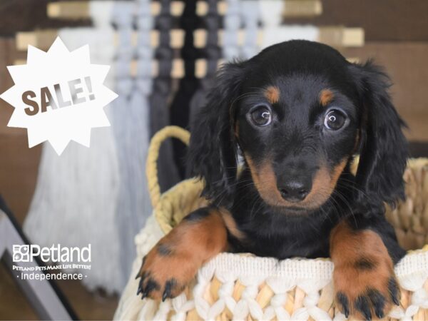 Dachshund DOG Male Black and Tan 4153 Petland Independence, Missouri