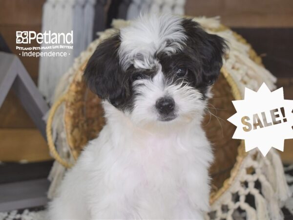 Morkie-Poo DOG Female Black & White 4188 Petland Independence, Missouri