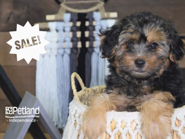 Yorkiepoo-DOG-Male-Black and Tan-4180-Petland Independence, Missouri