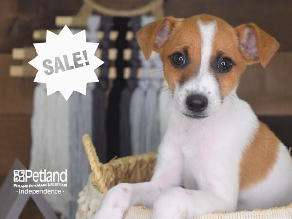 Jack Russell Terrier-DOG-Male-Brown and White-4172-Petland Independence, Missouri