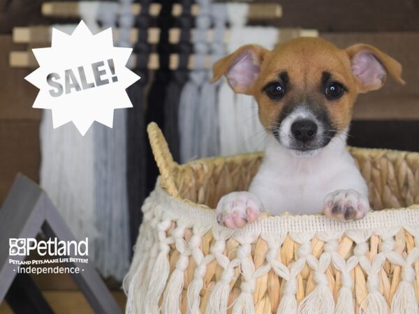 Jack Russell Terrier-DOG-Female-Brown and White-4173-Petland Independence, Missouri