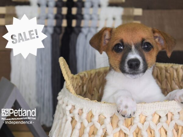 Jack Russell Terrier-DOG-Female-Brown and White-4174-Petland Independence, Missouri