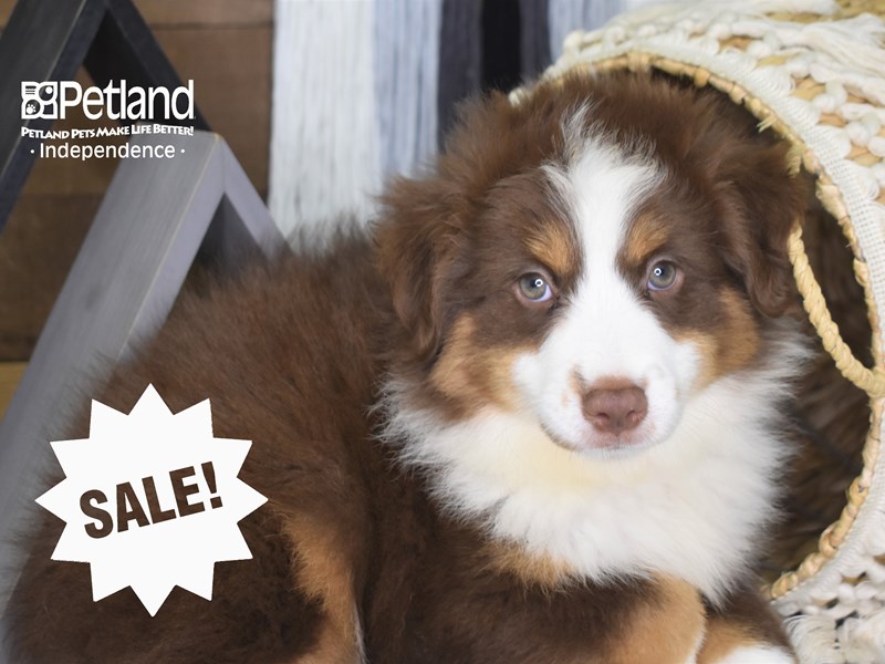 tak skal du have sundhed grad Miniature Australian Shepherd-DOG-Male-Red Tri-3182058-Petland  Independence, Missouri