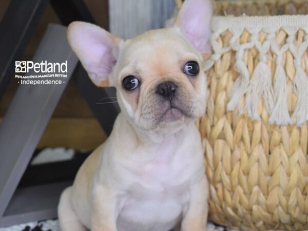 French Bulldog-DOG-Male-Cream-4259-Petland Independence & Lee's Summit, MO