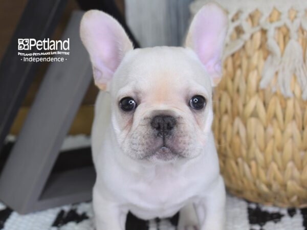 French Bulldog-DOG-Male-Cream-4260-Petland Independence & Lee's Summit, MO