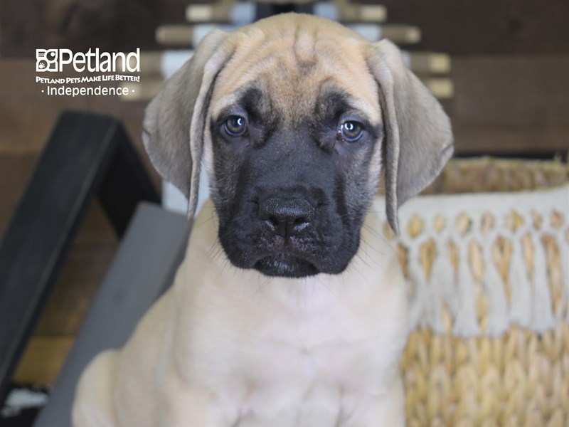 English Mastiff Puppy Fawn ID 4258 Located at Petland Independence