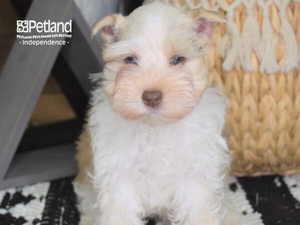 Miniature Schnauzer DOG Male Liver Pepper Parti 4263 Petland Independence, Missouri